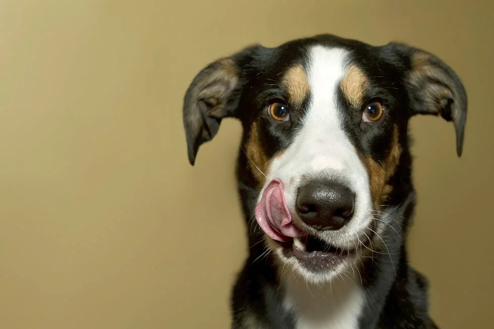 Denuncia por perros peligrosos en Cantillana