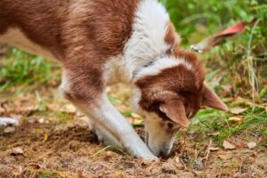 What Damages Can I Claim After a Dog Bite Injury?